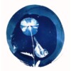 workshop botanische cyanotype (blauwdrukken)