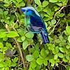 Glasfusing vogel hanger – handgemaakte glazen suncatcher voor raam of tuin – 11 x 6 cm
