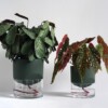 Kapi growing set: Small + Big flowerpot | Green
