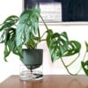 Kapi growing set: Small + Big flowerpot | Green