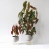 Kapi growing set: Small + Big flowerpot | Pebble