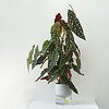 Kapi growing set: Small + Big flowerpot | Pebble