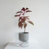 Kapi growing set: Small + Big flowerpot | Sleek gray