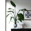 Kapi growing set: Small + Big flowerpot | Sleek gray