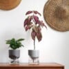 Kapi growing set: Small + Big flowerpot | Sleek gray