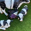 Leren totebag paarse roos