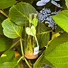 Micro Gehaakte Caladium Broche – Handbeschilderde Blaadjes