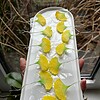 Micro gehaakte ginkgo oorbellen