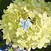 Micro Gehaakte Hortensia ketting