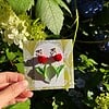 Micro gehaakte rode tulp oorbellen
