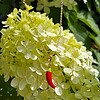 Miniatuur gehaakte chili ketting