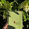 Miniatuur gehaakte chili