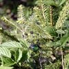 Handgemaakte paddenstoelenhaarvork met groen glas en zwart gepatineerd koper