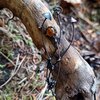 Handgemaakte paddenstoelenketting met bruin glas en zwart gepatineerd koper