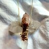 Twin healer bergkristal, hematoide kwarts en rode jaspis