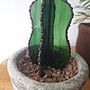Unieke glas in lood cactus met bloem