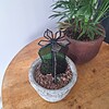 Unieke glas in lood cactus met bloem