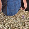 Andalusier schoudertas van een gebruikt zadeldekje, blauw met donkerblauwe ruit