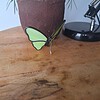 Glas in lood vlinder - groen