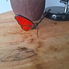 Glas in lood vlinder - rood