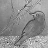 Shadow bird linoprint