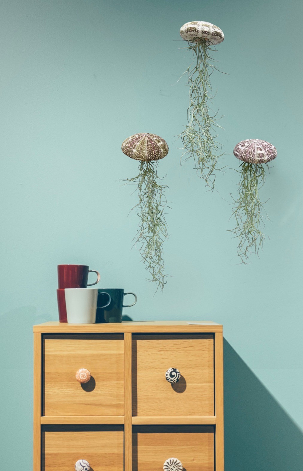 Set van drie Jellyfish luchtplantjes met Alfonso zee-egels en Spaans mos.