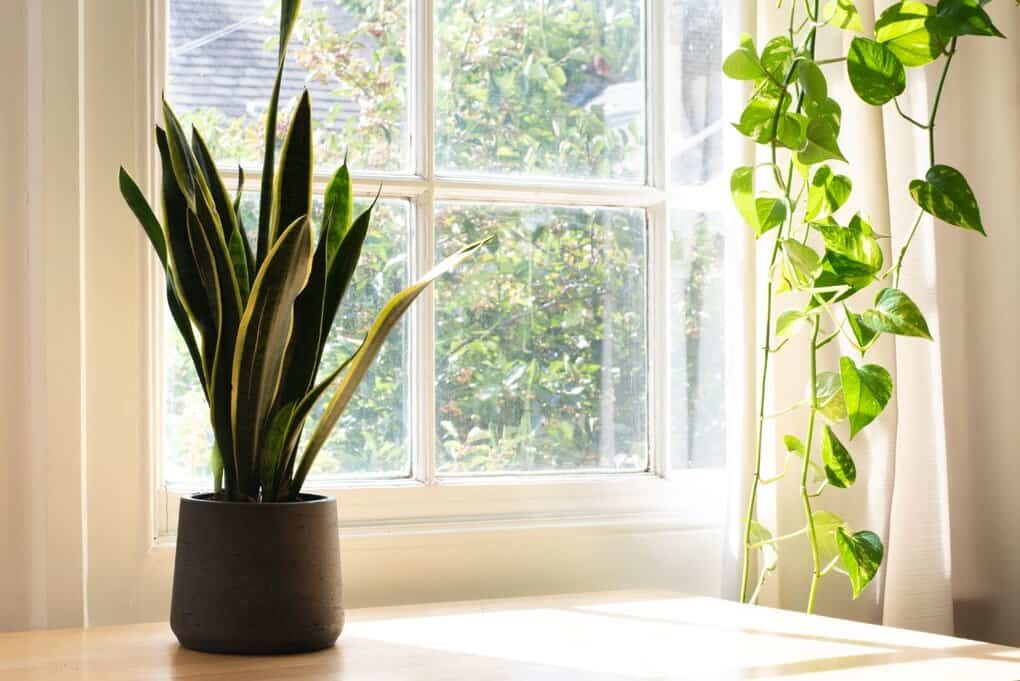 Vensterbank met plant