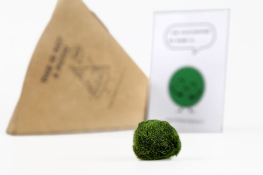 Marimo punt