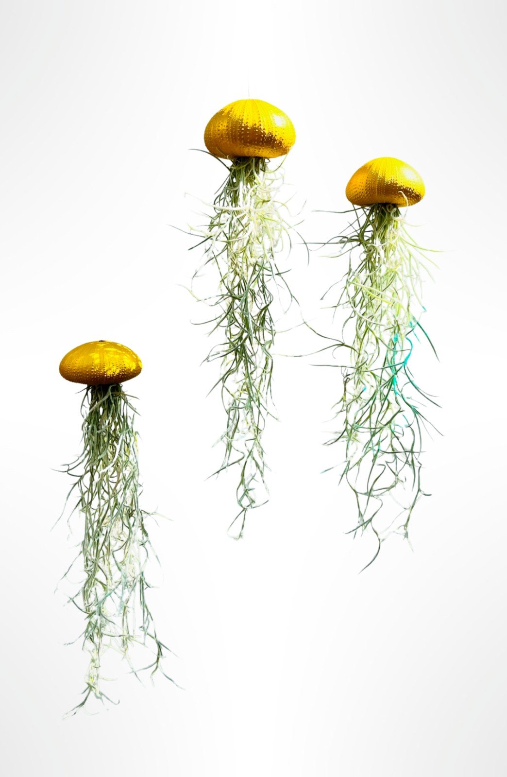 Drie mooie Jellyfish luchtplantjes met Spaans mos - 71443.jpeg Drie mooie Jellyfish luchtplantjes met Spaans mos