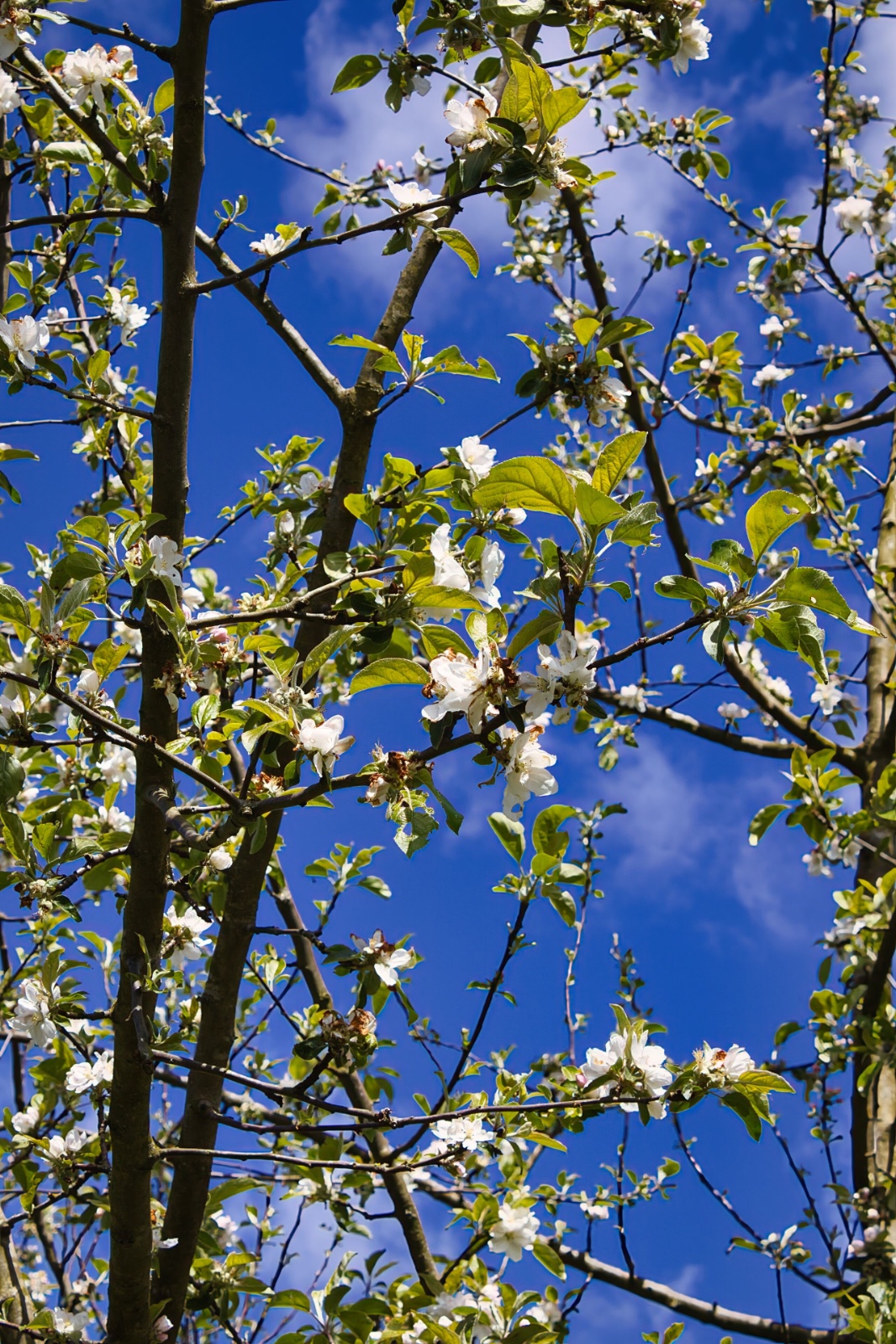 Ansichtkaart bloesem - set van 5 kaarten