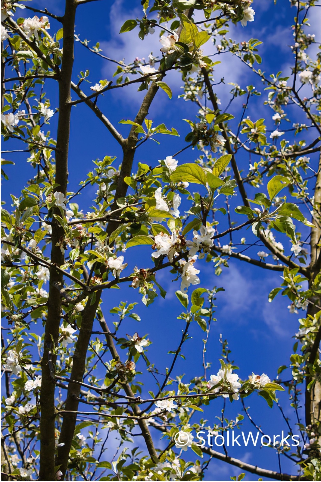 Ansichtkaart Lentebloesem — set van 10
