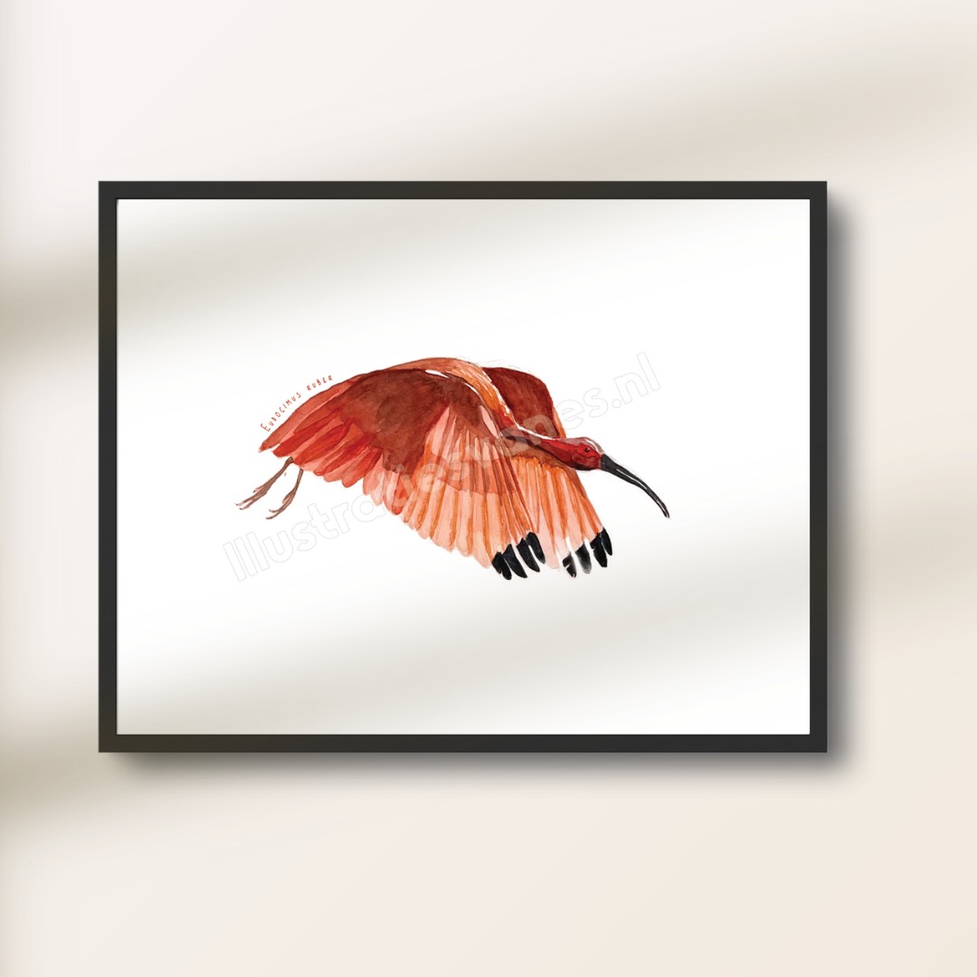 Poster – Rode ibis vogel in vlucht, aquarel poster