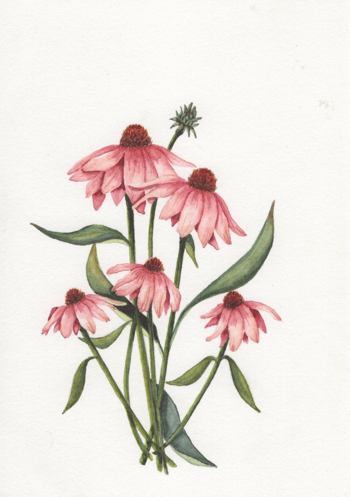 A6 wenskaart dubbel op duurzaam eco-vezelpapier met craft envelop - r… - 104801 A6 wenskaart dubbel op duurzaam eco-vezelpapier met craft envelop - roze Echinacea