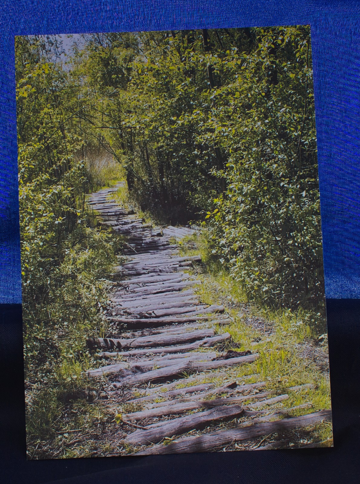 Ansichtkaart set van 5 designs