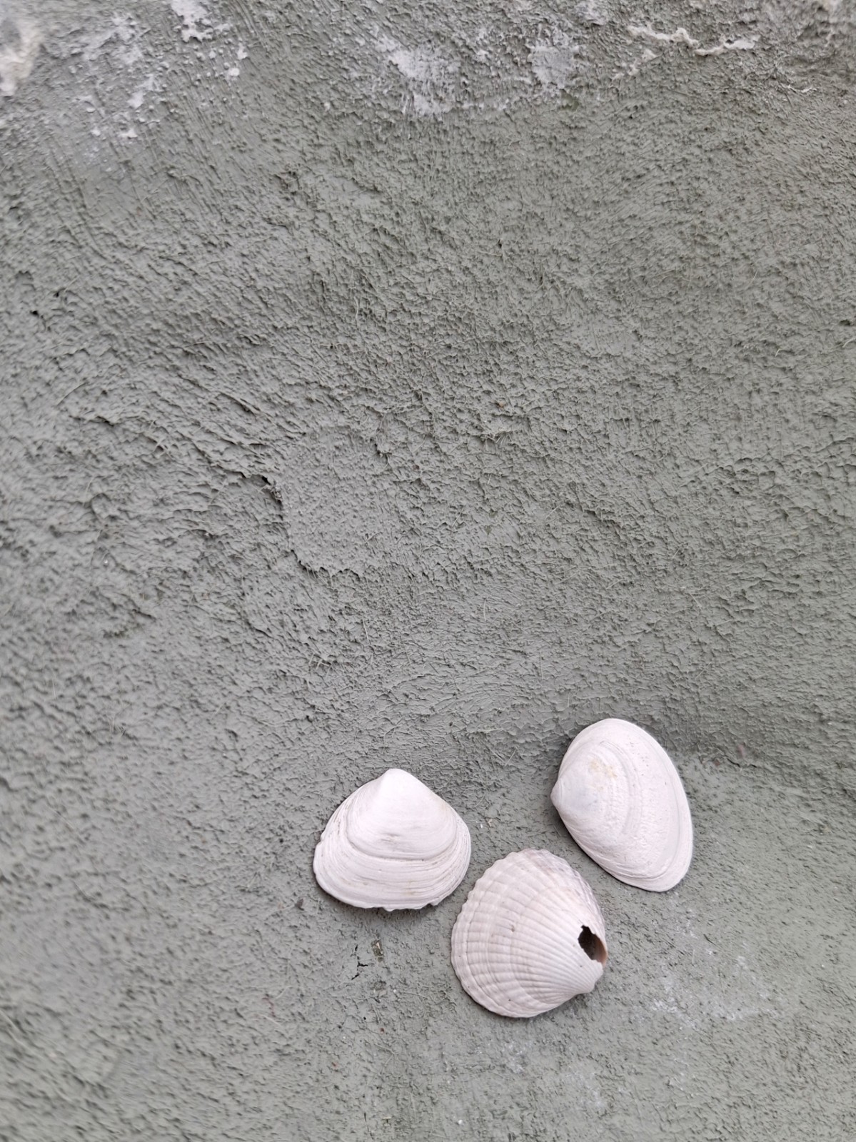 Onbreekbare, zachtgroen met witte accenten papieren schaal - 83021 Onbreekbare kunst, zachtgroen met witte accenten papieren schaal