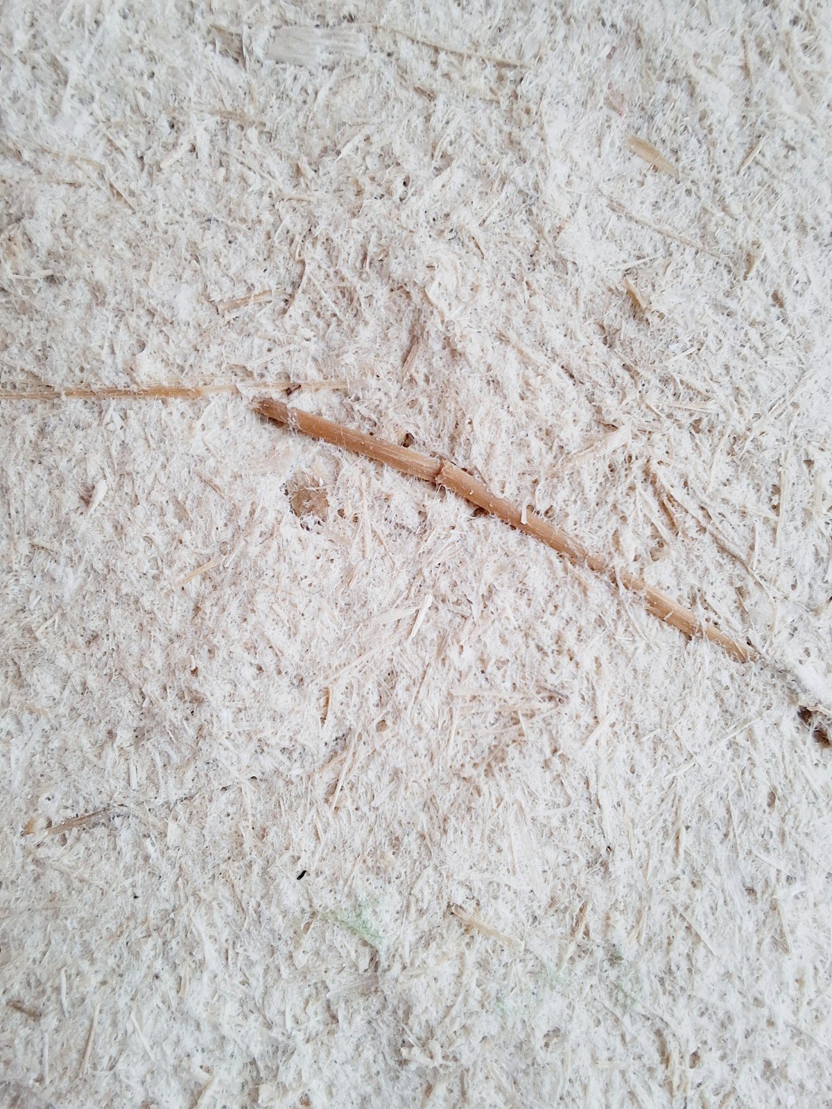 Schalenset van bamboe, stoer, stevig en licht