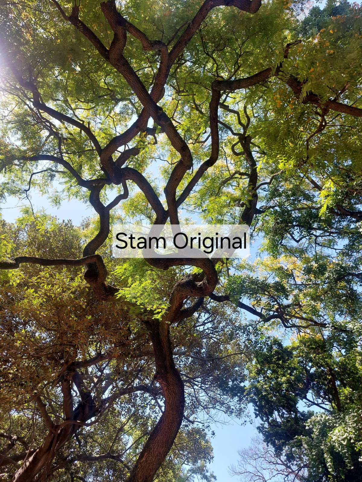 Foto op Forex: 'Mimosifolia Original'