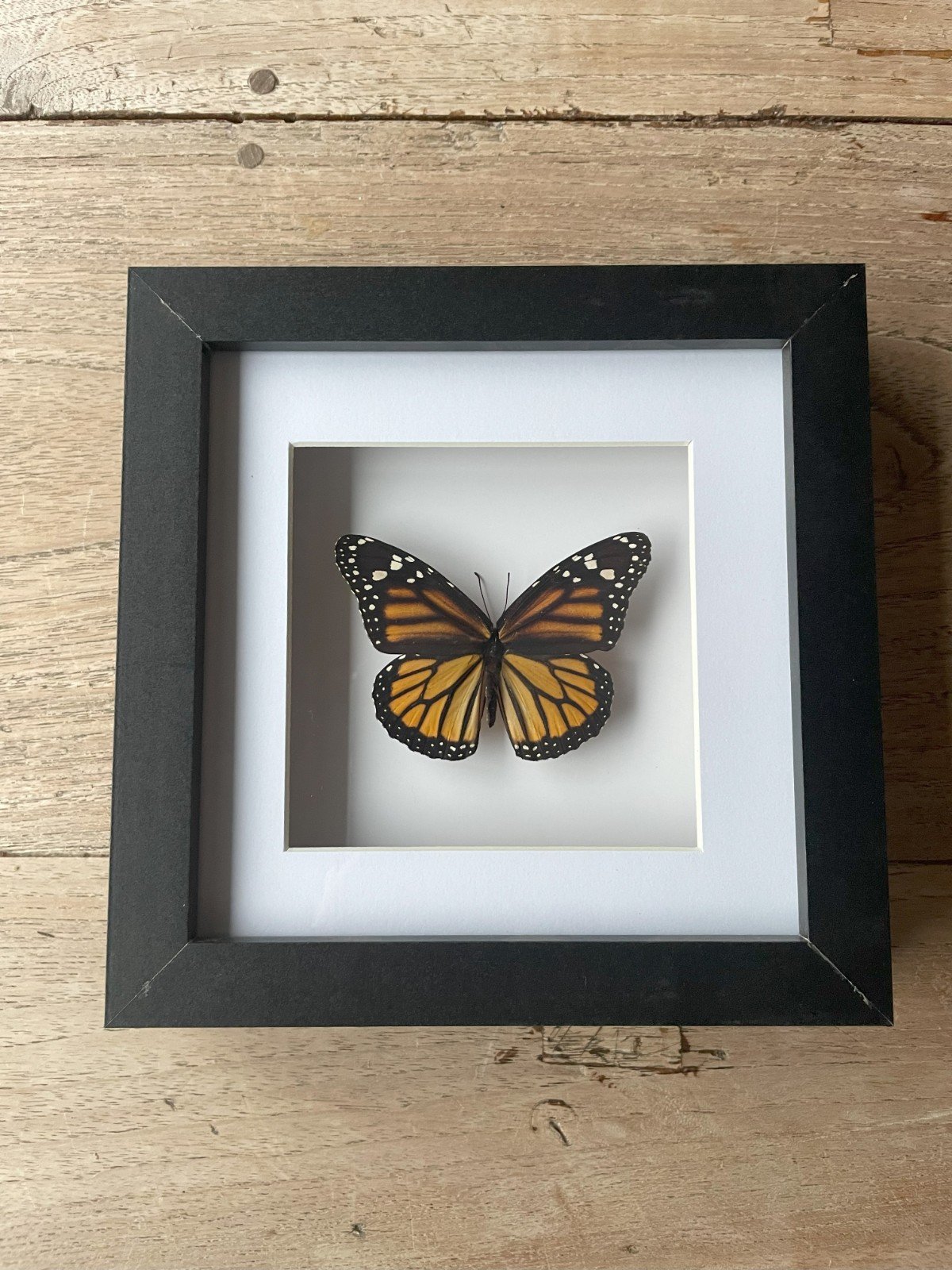 Monarch vlinder in luxe lijst