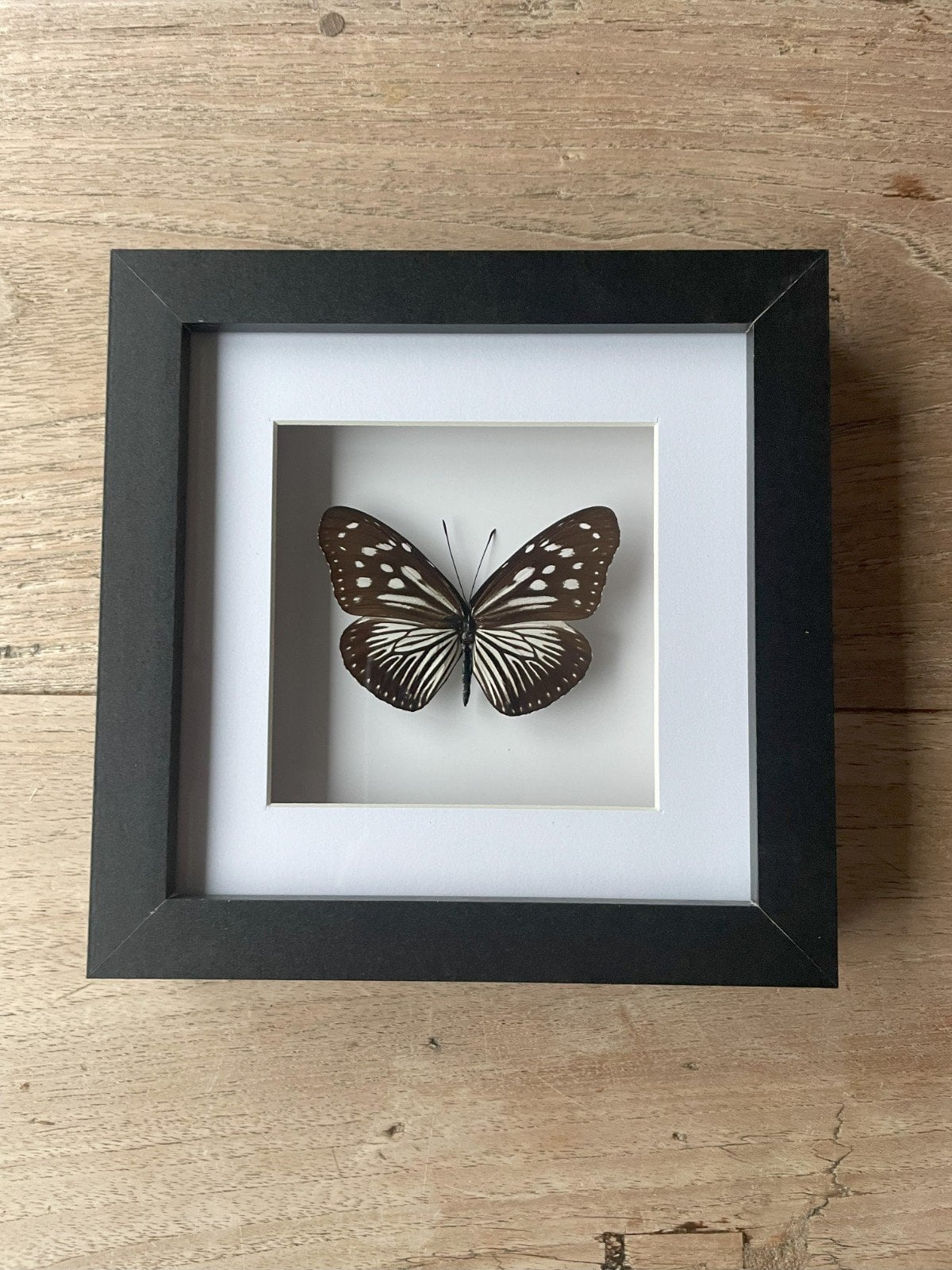 Witte Ideopsis gaura vlinder in luxe lijst