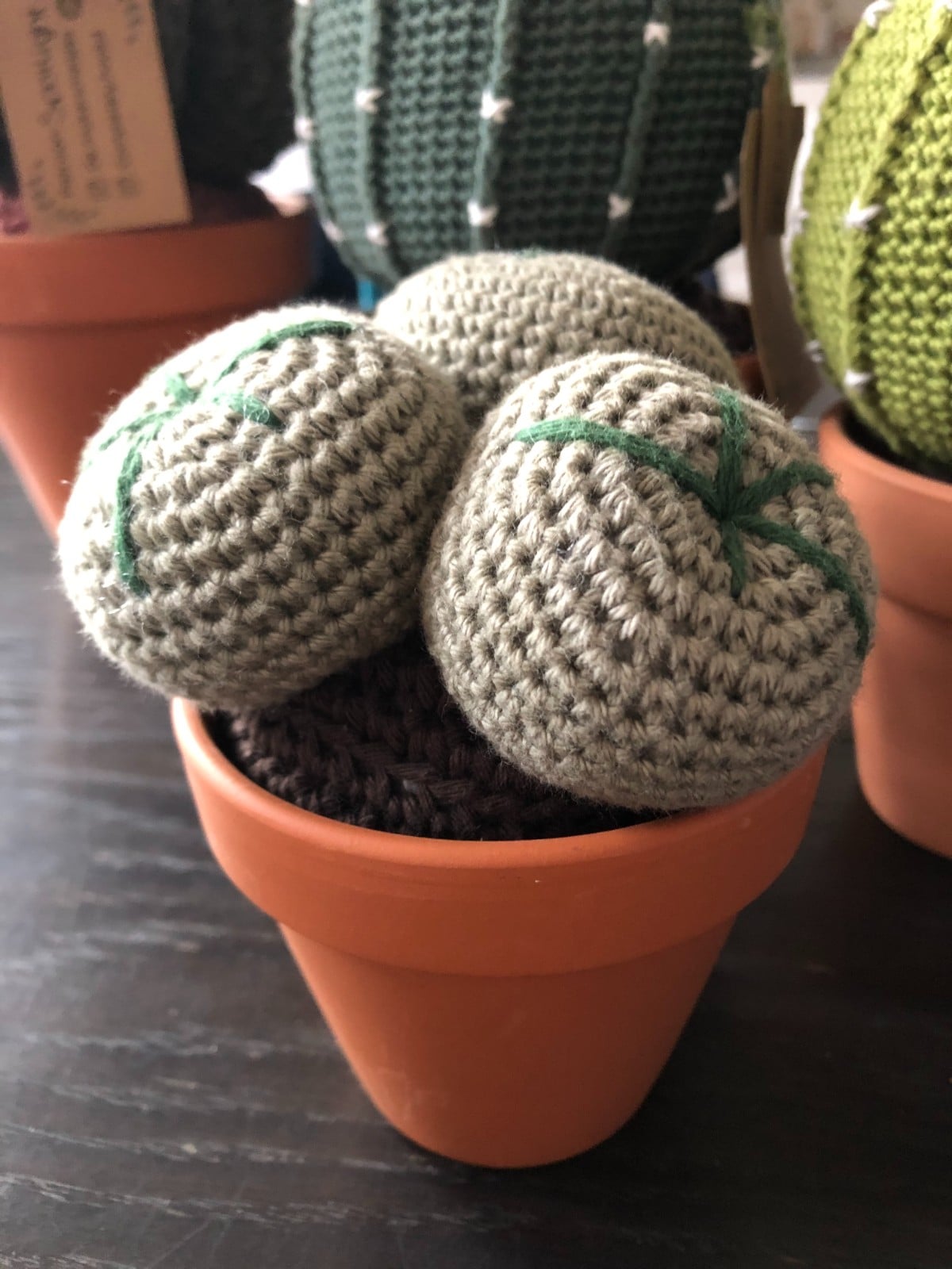 3 kleine bol cactussen, grijsgroen in terra cotta pot - 110049 3 kleine bol cactussen, grijsgroen in terra cotta pot