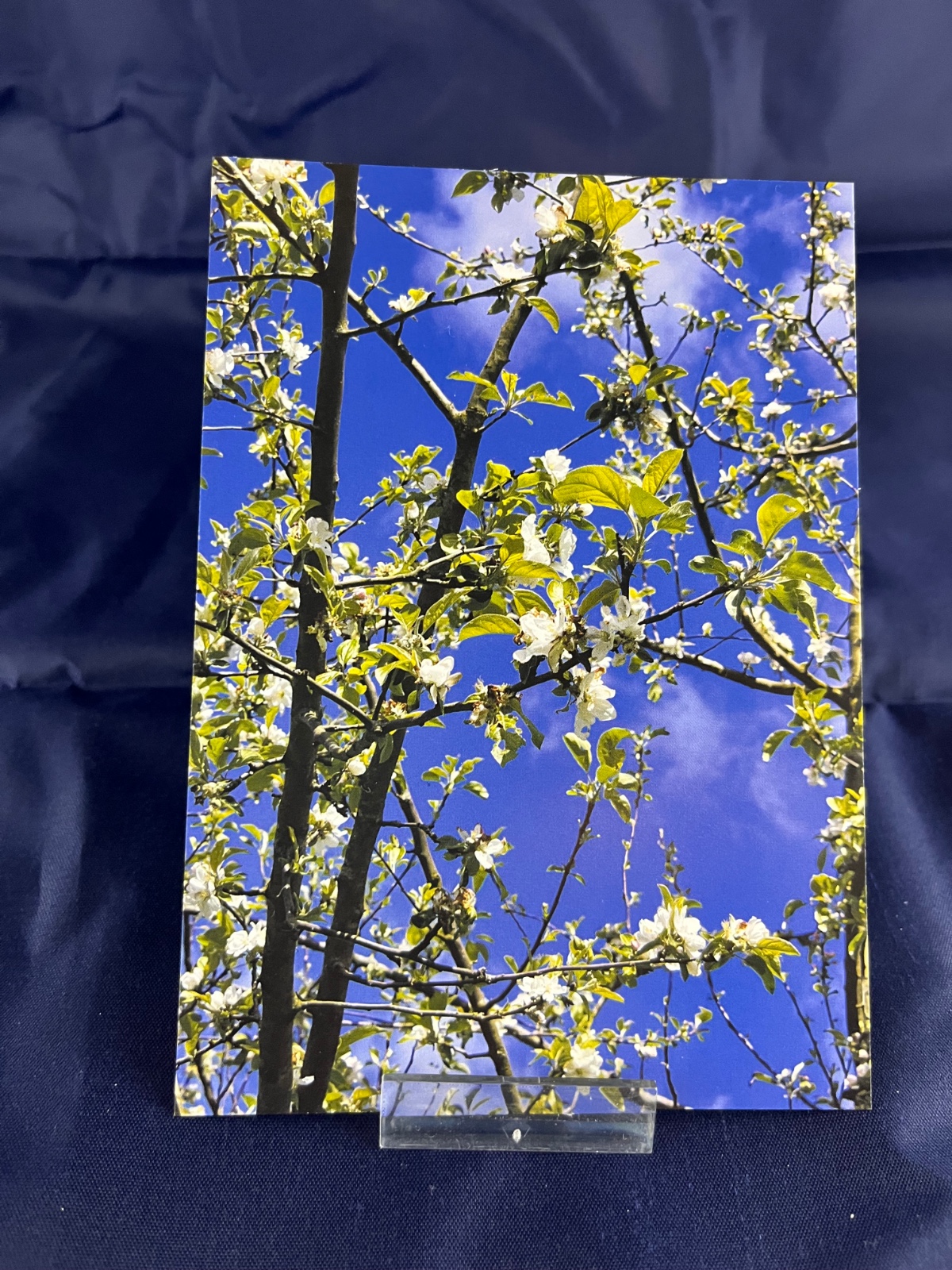 Ansichtkaart Lentebloesem — set van 10