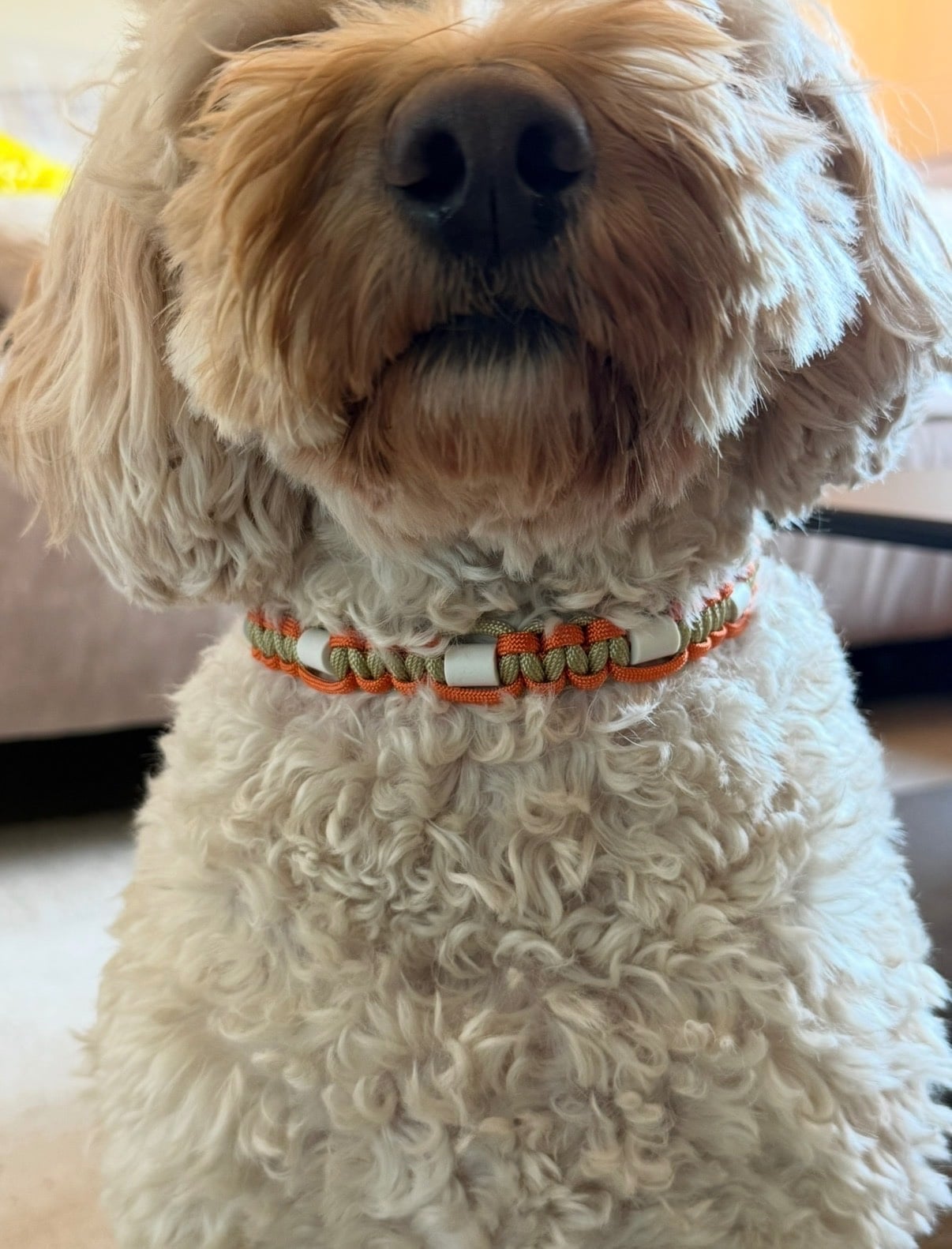 Anti-tekenband/halsband oranje, groen op maat gemaakt