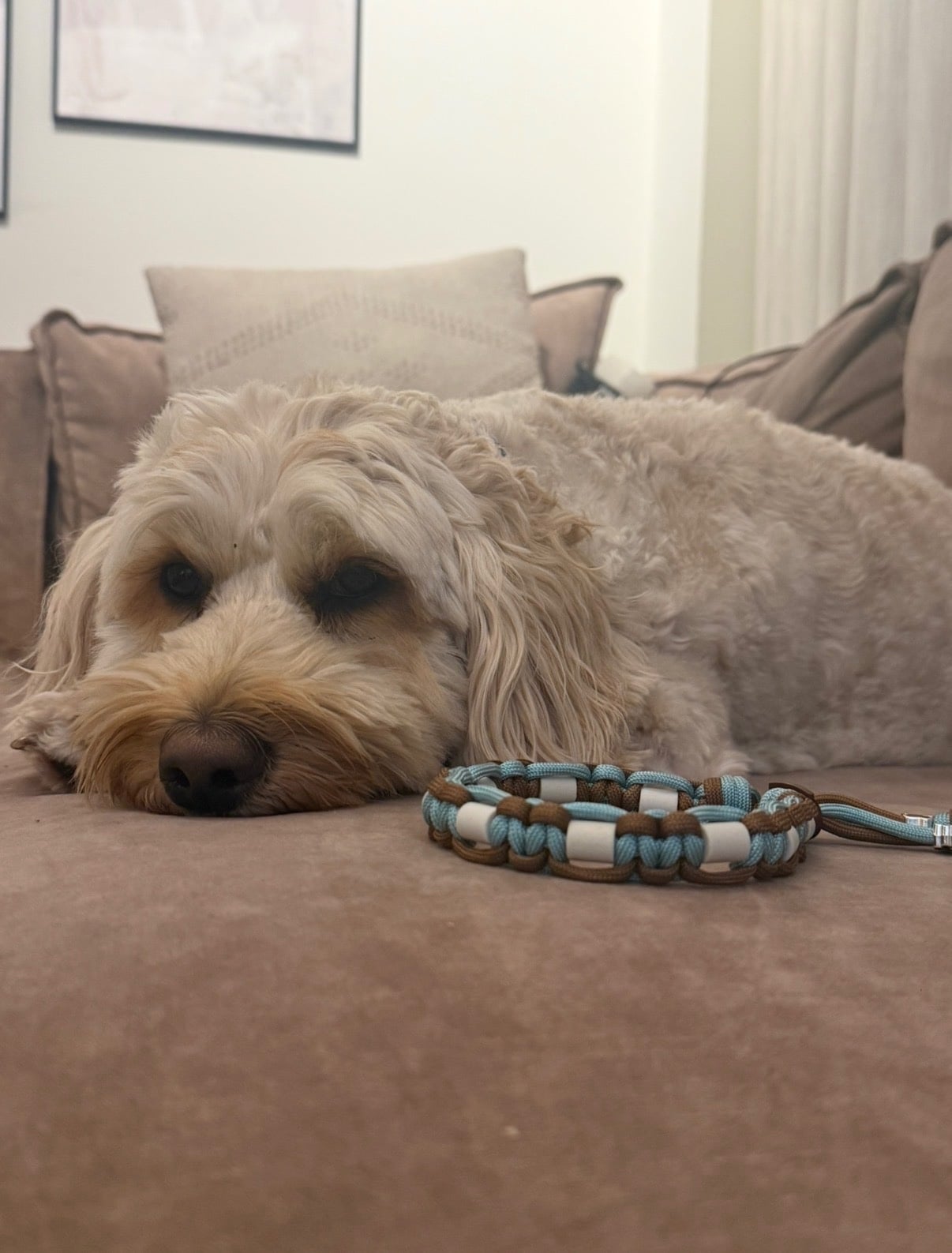 Anti-tekenband bruin/blauw