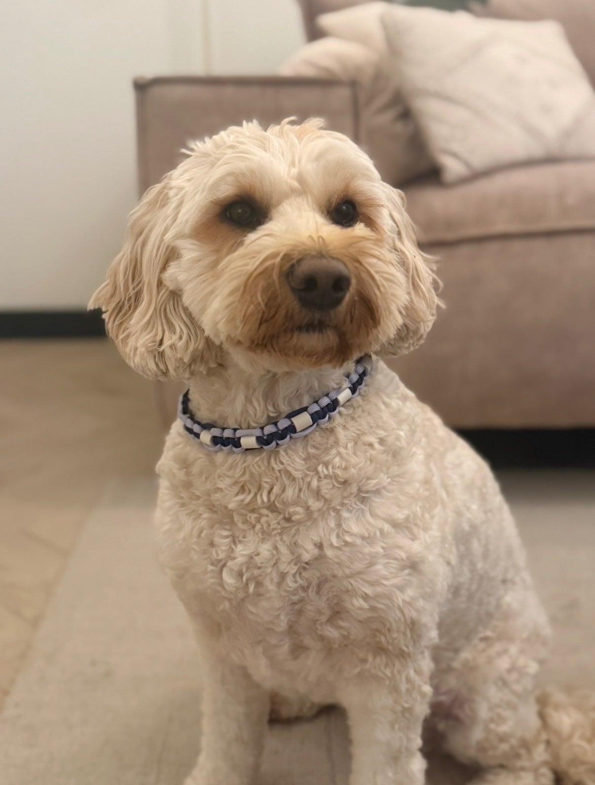 Anti-tekenband paars/donker blauw