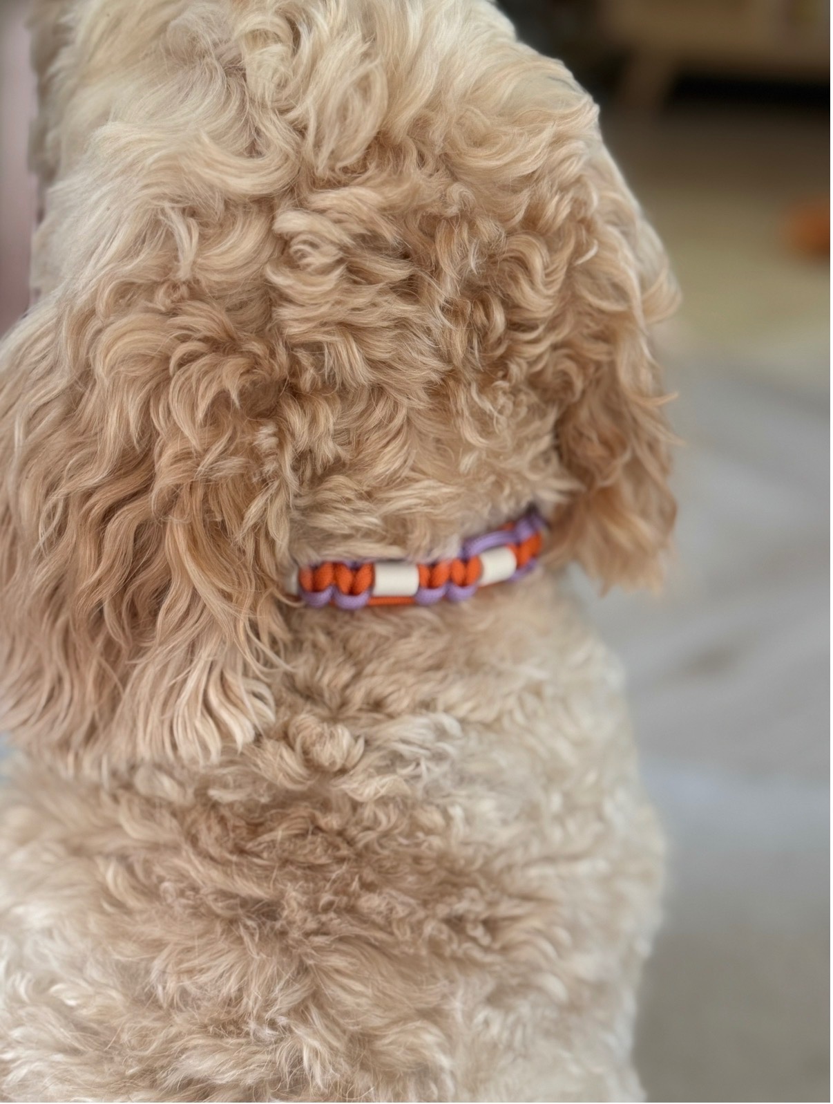 Anti-tekenband oranje paars