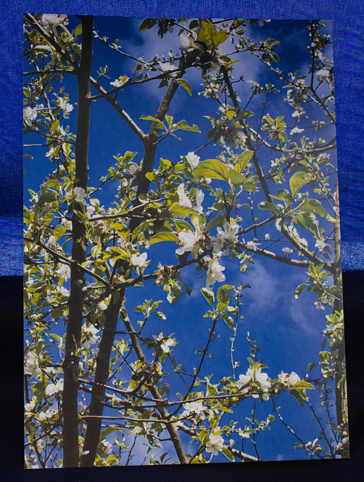 Ansichtkaart bloesem - set van 5 kaarten