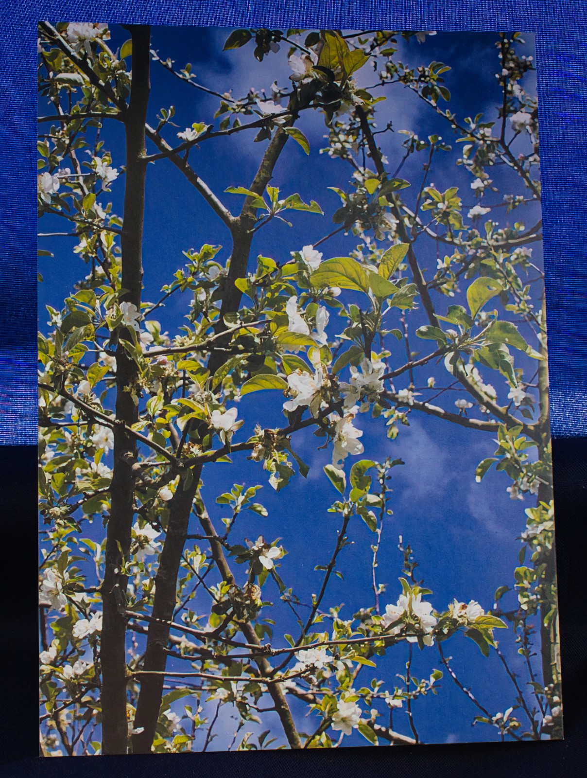 Ansichtkaart Lentebloesem — set van 10