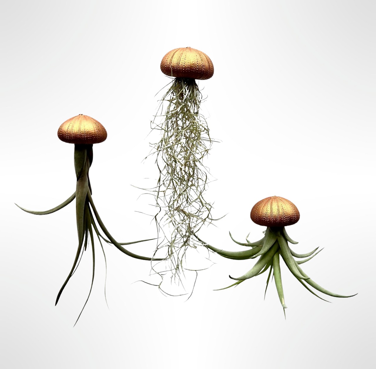 Drie mooie Jellyfish luchtplantjes met verschillende luchtplantjes. - 71456.jpeg Drie mooie Jellyfish luchtplantjes met verschillende luchtplantjes.