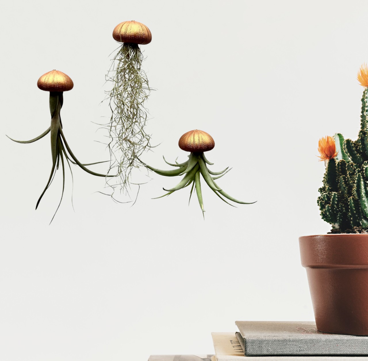 Drie mooie Jellyfish luchtplantjes met verschillende luchtplantjes. - 71458.jpeg Drie mooie Jellyfish luchtplantjes met verschillende luchtplantjes.