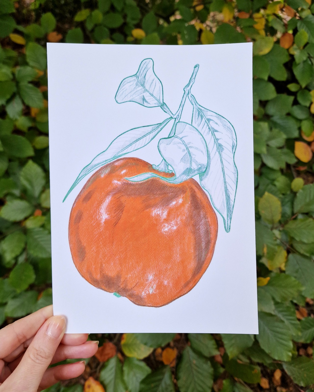 Sinaasappel A5 Print, Pen en Potlood Tekening